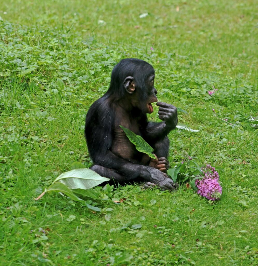 Bonobo and humans is the diet similar?